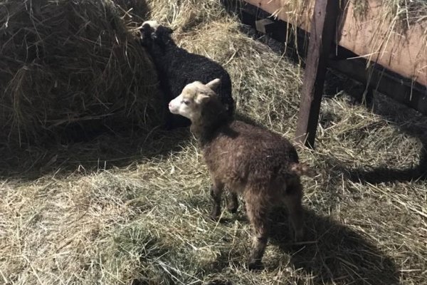 В усинском селе Колва фермеры разводят баранов из Казахстана