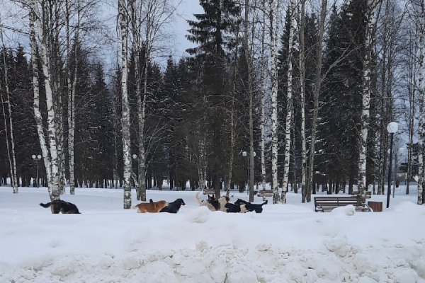 В Микуне стая безнадзорных собак облюбовала городской парк