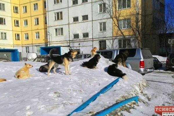 В Усинске мать спасла ребёнка от бродячих собак 