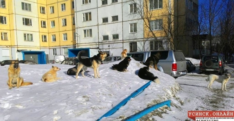 В Усинске мать спасла ребёнка от бродячих собак 