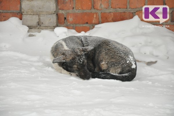 В Вуктыле намечен очередной отлов бездомных собак