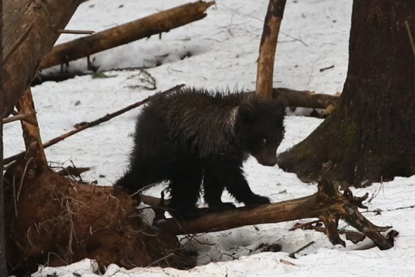 В Центре спасения медвежат рассказали, смогла ли медведица Пужа из Коми пережить сильные морозы 