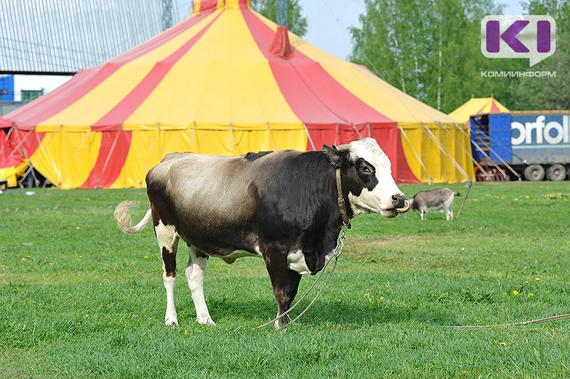 В Россельхознадзоре не видят необходимости в массовой вакцинации животных
