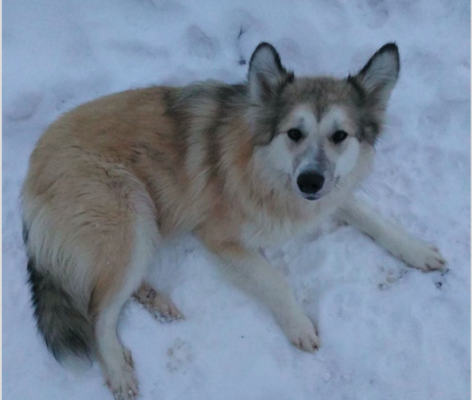 Тонувшую в реке Ухте девушку спас бывший бездомный пёс - подробности