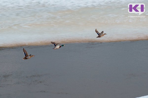 Раньше всех весенняя охота в Коми откроется в Прилузье, Койгородке и Сысольском районе 