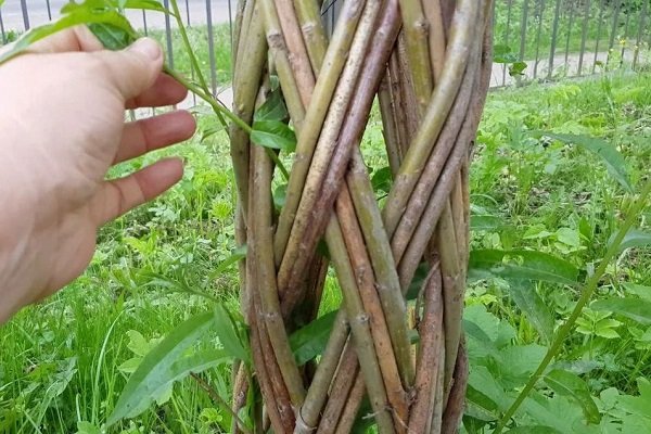 В женской колонии Коми появятся живые плетеные деревья