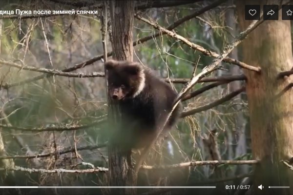 Медведица Пужа из Коми обосновалась на деревьях 