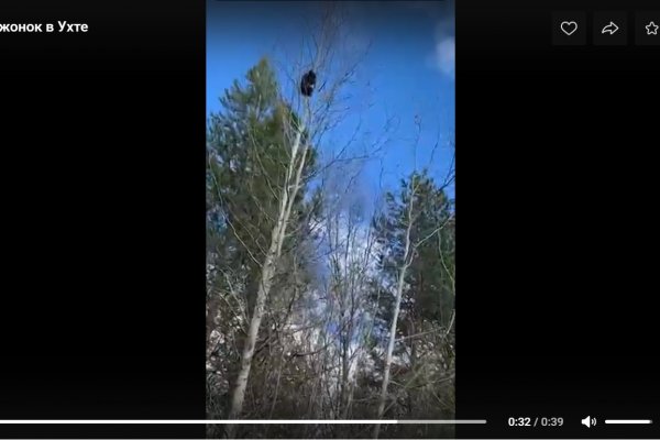 В Ухте собаки загнали на дерево медвежонка 