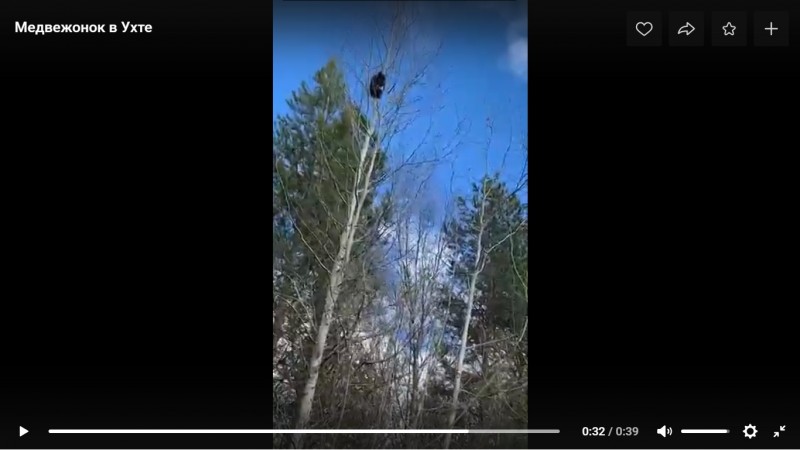 В Ухте собаки загнали на дерево медвежонка 