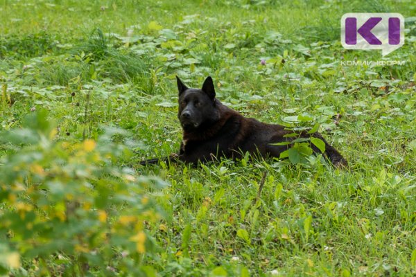 В Эжвинском районе Сыктывкара пес покусал ребенка