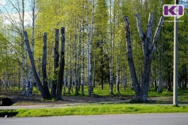 В столице Коми вырубят почти 500 деревьев

