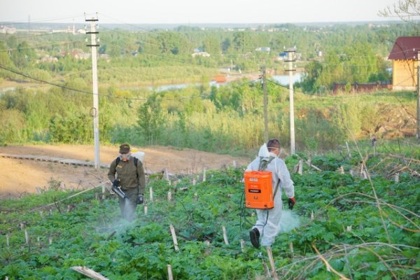 В Сыктывкаре приступили к борьбе с борщевиком

