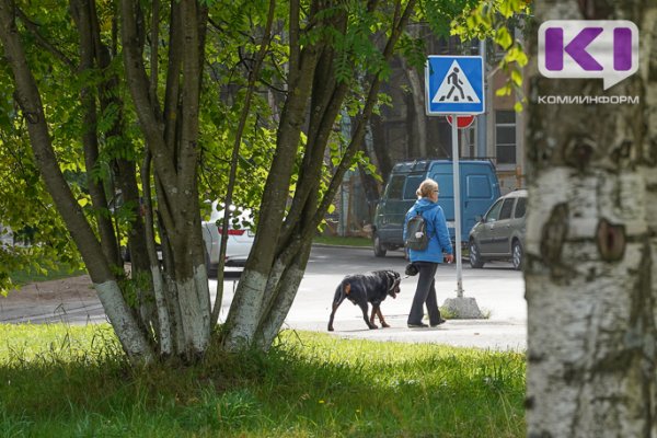 Льготная стерилизация животных и строительство приютов: Минсельхоз Коми нашел решение проблемы бездомных собак