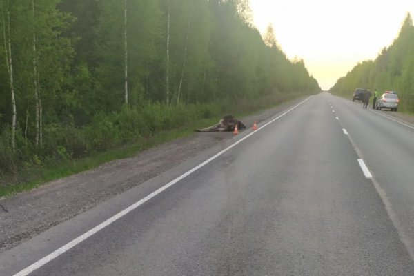 В Корткеросском районе под колеса авто попал лось, пострадали три человека