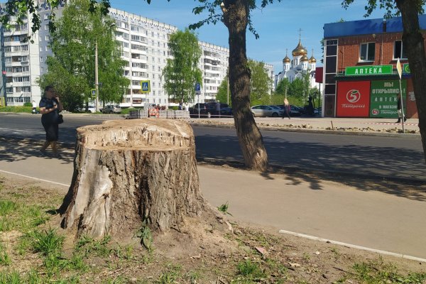 Сыктывкарцы смогут дать вторую жизнь старому пню