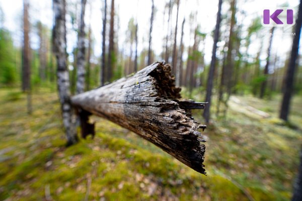 В Коми предприниматель вывез из карантинной зоны древесину, зараженную жуком-усачом

