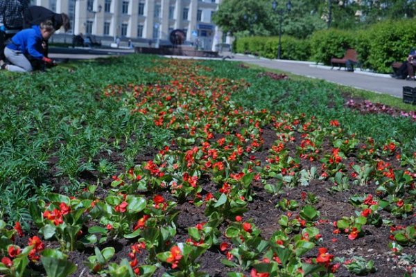 В Сыктывкаре появятся цветники в форме цифры 