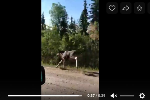 В Ижме сняли на видео лосей-спринтеров 