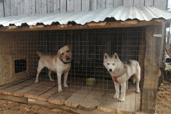 Брошенные в районе Визинги хаски обосновались в Сыктывкаре, Эжве и Выльгорте