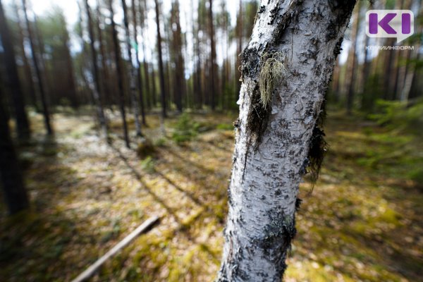 Ухтинские спасатели всю ночь искали в лесу заблудившегося врача с собакой