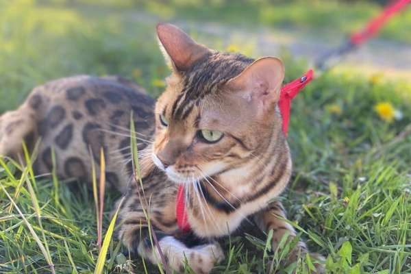 В лесу Коми бродит бенгальский кот 