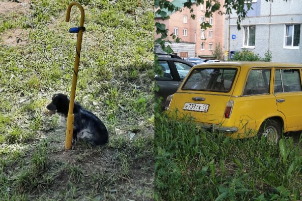 В Сыктывкаре собаку заперли в автомобиле