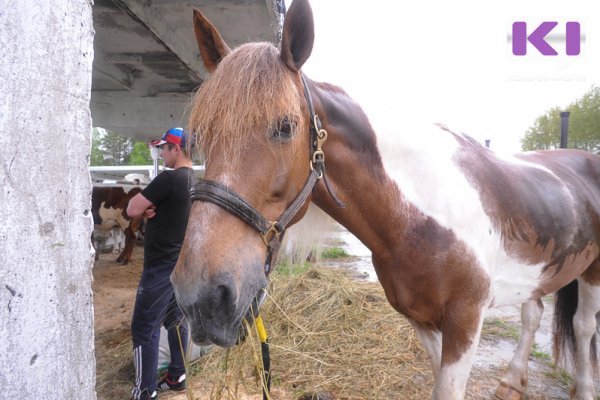 В Коми ввели ответственность за свободный выгул домашних животных на общественных территориях

