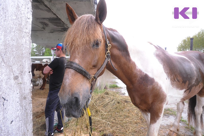 В Коми ввели ответственность за свободный выгул домашних животных на общественных территориях

