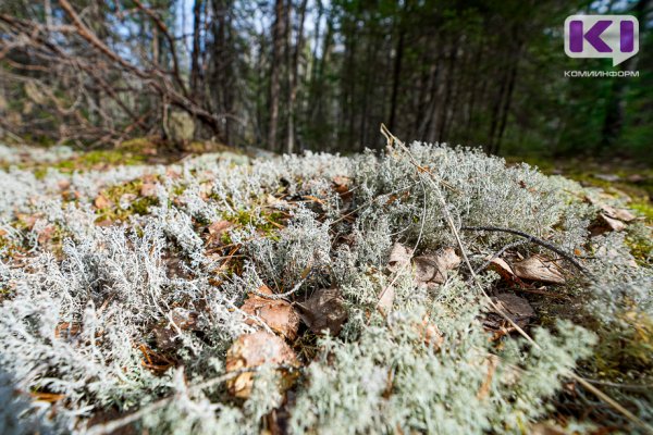 В лесах Коми введен особый противопожарный режим: что запрещено делать 