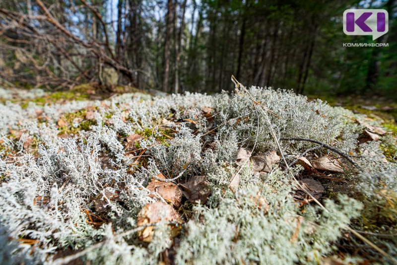 В лесах Коми введен особый противопожарный режим: что запрещено делать 