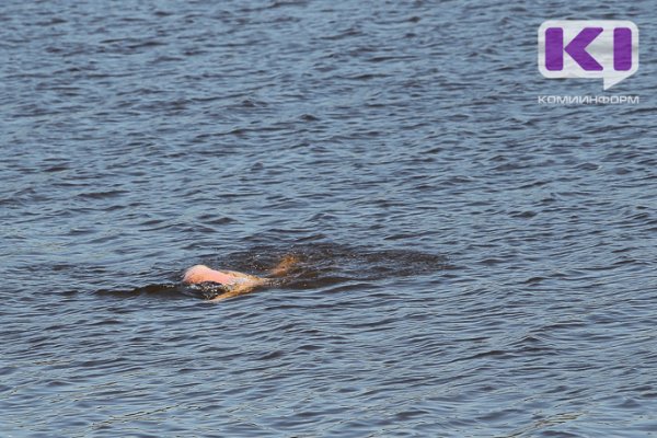 В Ижемском районе по факту гибели подростка на воде организована процессуальная проверка