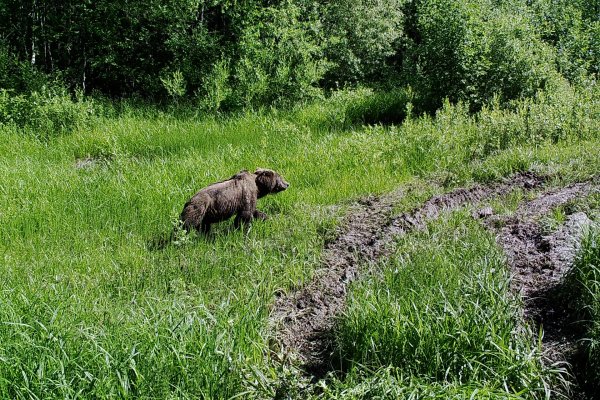 Фотоловушки в национальном парке 