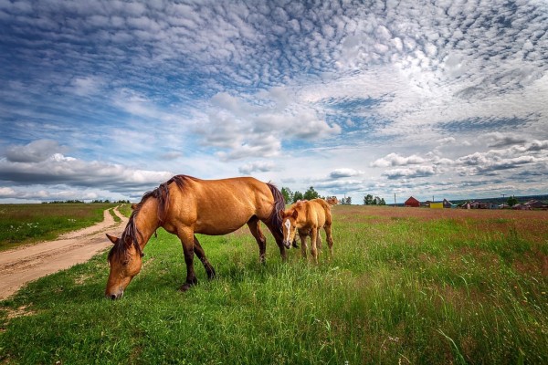 Стартовал фотоконкурс к 100-летию Республики Коми