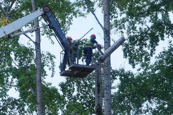 В парках Сыктывкара приступили к уборке аварийных и усохших деревьев