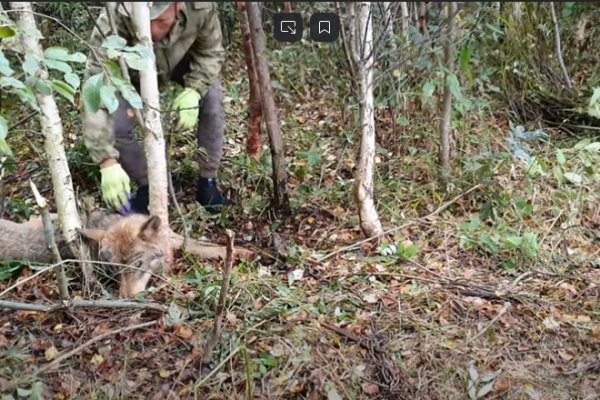 В Сыктывдине и Корткеросском районе добыли матерых волков 