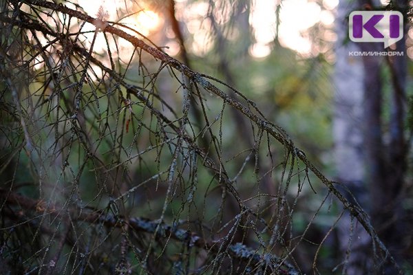 В Троицко-Печорске спасатели прошли 23 км в поисках грибника 