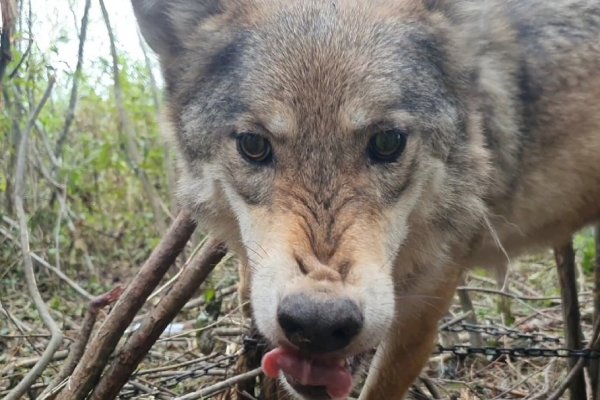 В Сыктывдине на одну матерую волчицу стало меньше 