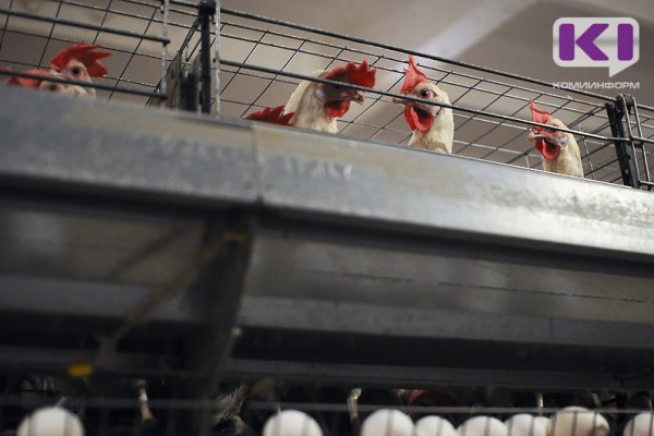 В России вывели кур, дающих яйца для производства вакцин 