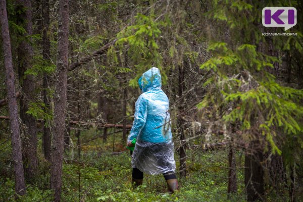 В Коми два заблудившихся грибника вышли самостоятельно из леса 