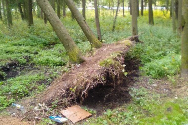 Решаем вместе: в Эжвинском районе Сыктывкара убрали опасные деревья