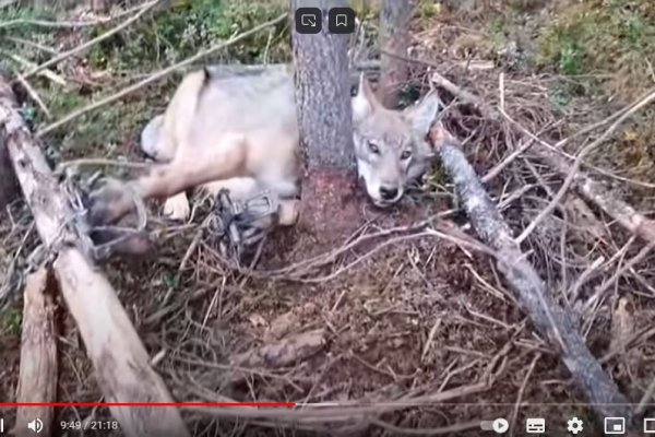 Молодая волчица попалась в капкан под Сыктывкаром 