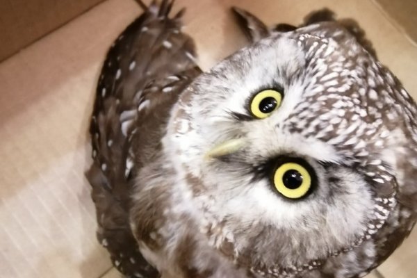 Совенок из Сыктывкара ищет попутку в Киров