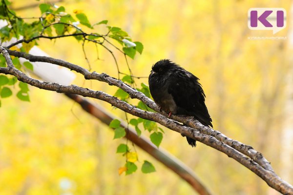 Сентябрь 2021 года станет самым холодным с начала XXI века

