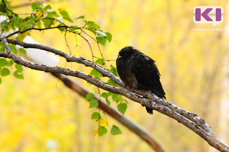 Сентябрь 2021 года станет самым холодным с начала XXI века

