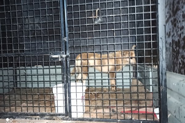 В Усинске спасли собаку, застрявшую в дренажной трубе 