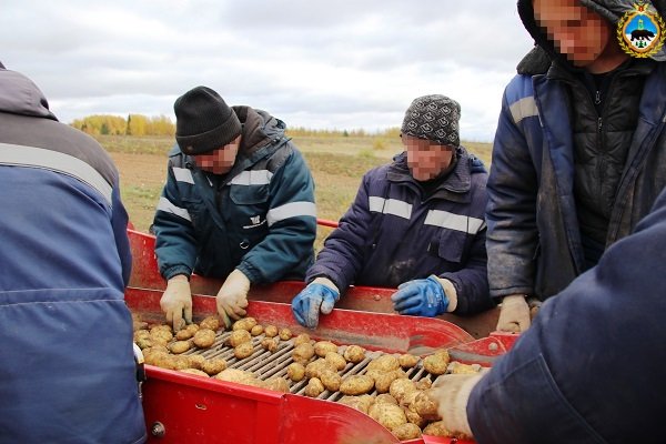 На полях исправительных колоний Коми завершается уборка картофеля