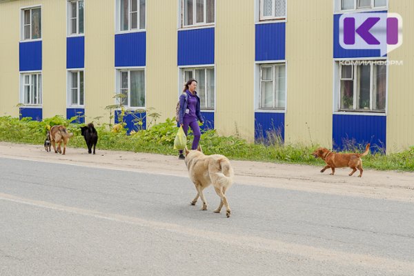 За восемь месяцев от укусов собак пострадали 1207 жителей Коми