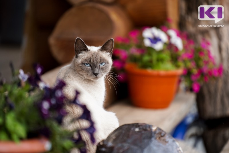 Содержание питомцев обходится россиянам в 54 млрд рублей в месяц

