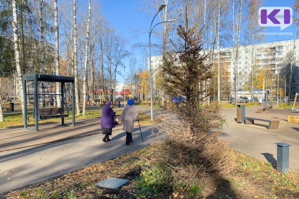 Елочка, живи: в Сыктывкаре рассказали о судьбе новогодней ели в парке 