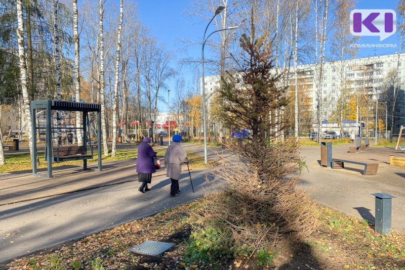 Елочка, живи: в Сыктывкаре рассказали о судьбе новогодней ели в парке "Строитель"